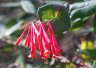 Trumpet Honeysuckle - Photo by Doug Kimball
